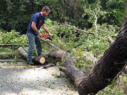 Kendale Lakes, FL  Tree Services Company